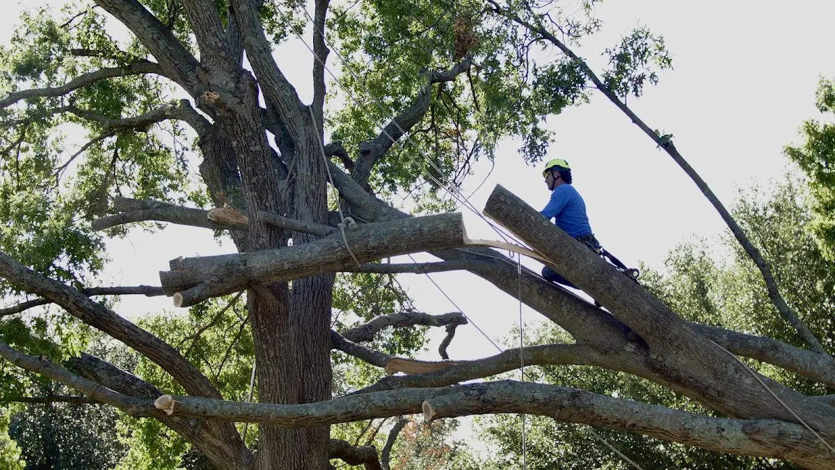 Professional Hazardous Tree Removal performed by certified arborists in Crothersville