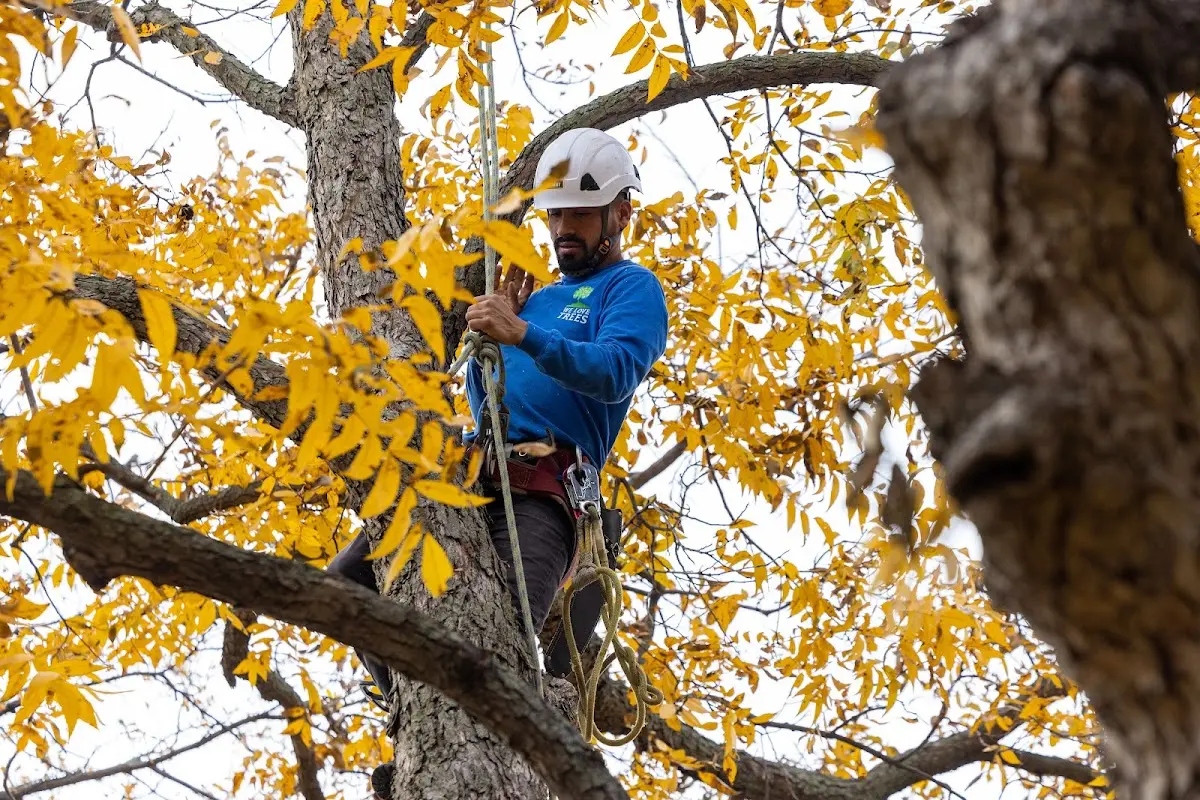 Skilled Tree Pruning crew working in Crothersville
