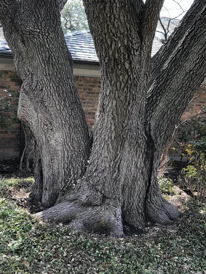 Mature heritage tree close to a Crothersville property cared for by certified arborists